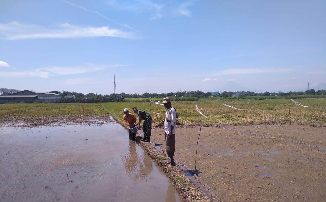 Babinsa Kedungmaling Koramil 0815/03 Sooko Serma Miftahur Rahman Saat Dampingi Petani Tebar Benih Padi 