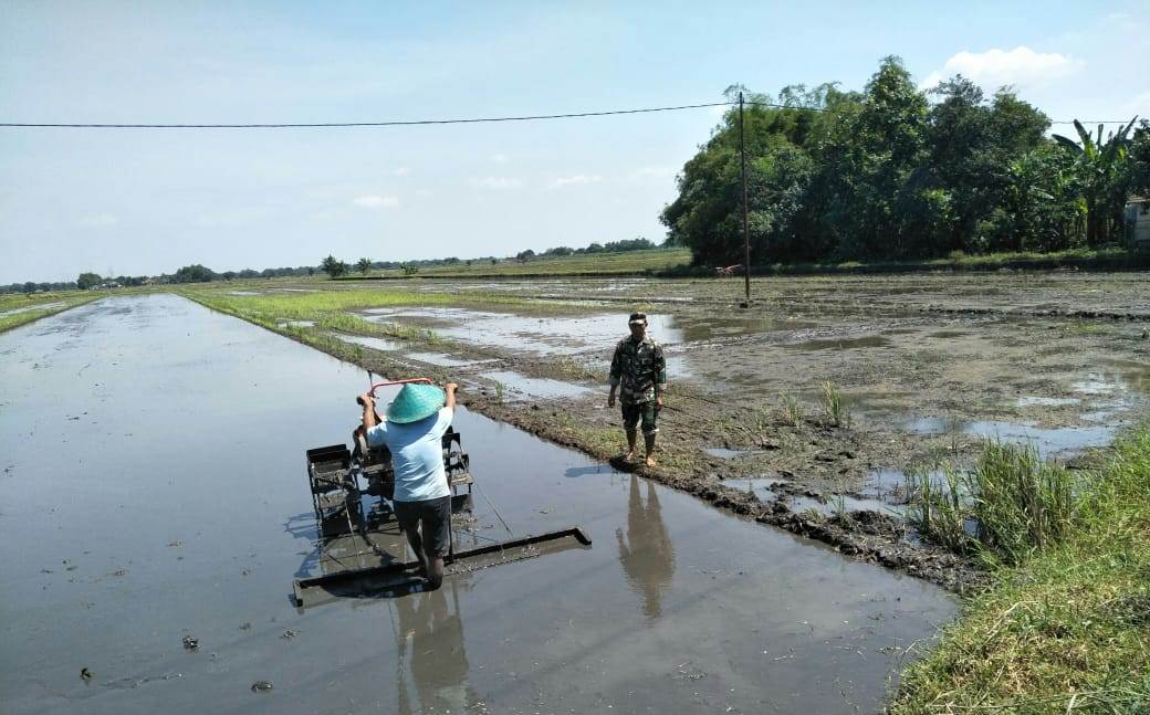 Babinsa Koramil 0815/09 Mojosari Serma Masruri Dampingi Petani Bajak Sawah