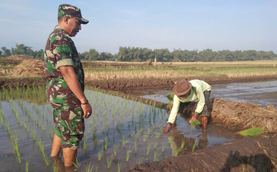 Babinsa Koramil 0815/12 Sertu Arsyad Wale Wara Saat Pendampingan Tanam Padi