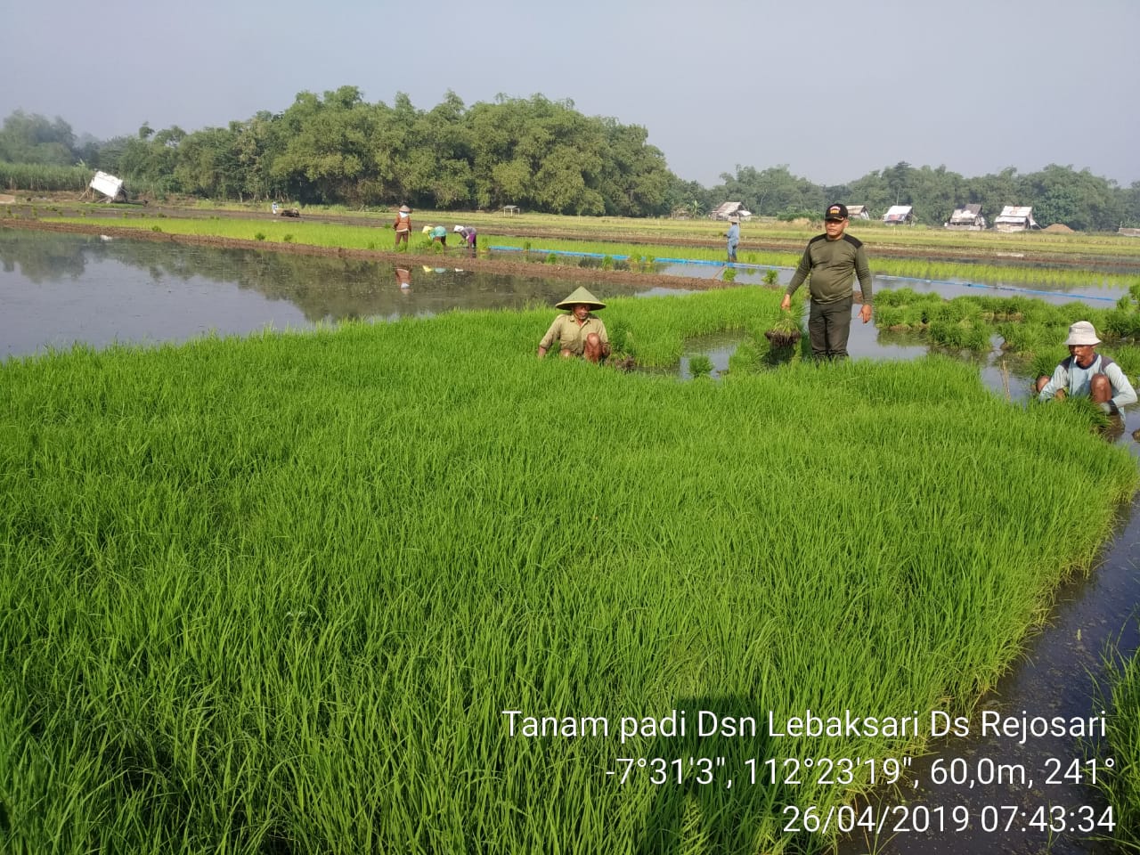 Babinsa Koramil 0815/15 Jatirejo Dampingi Petani Tanam Padi