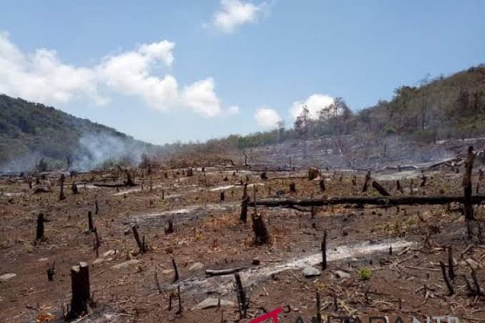 Ilustrasi hutan gundul. (Foto: dok/antara)