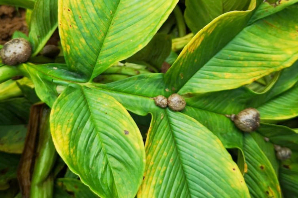 Inilah yang disebut kotak. Buah Porang yang muncul di daun.