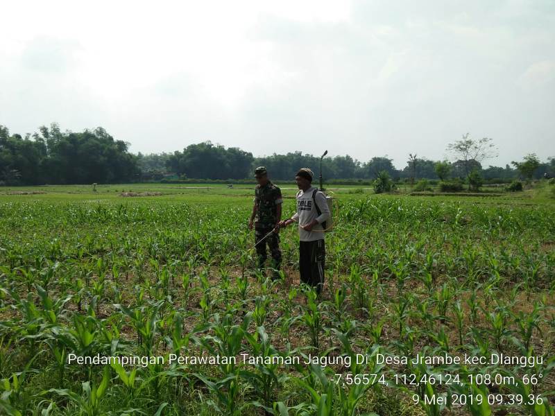 Babinsa Jrambe Koramil 0815/14 Dlanggu Dampingi Petani Jagung (Dokpri)