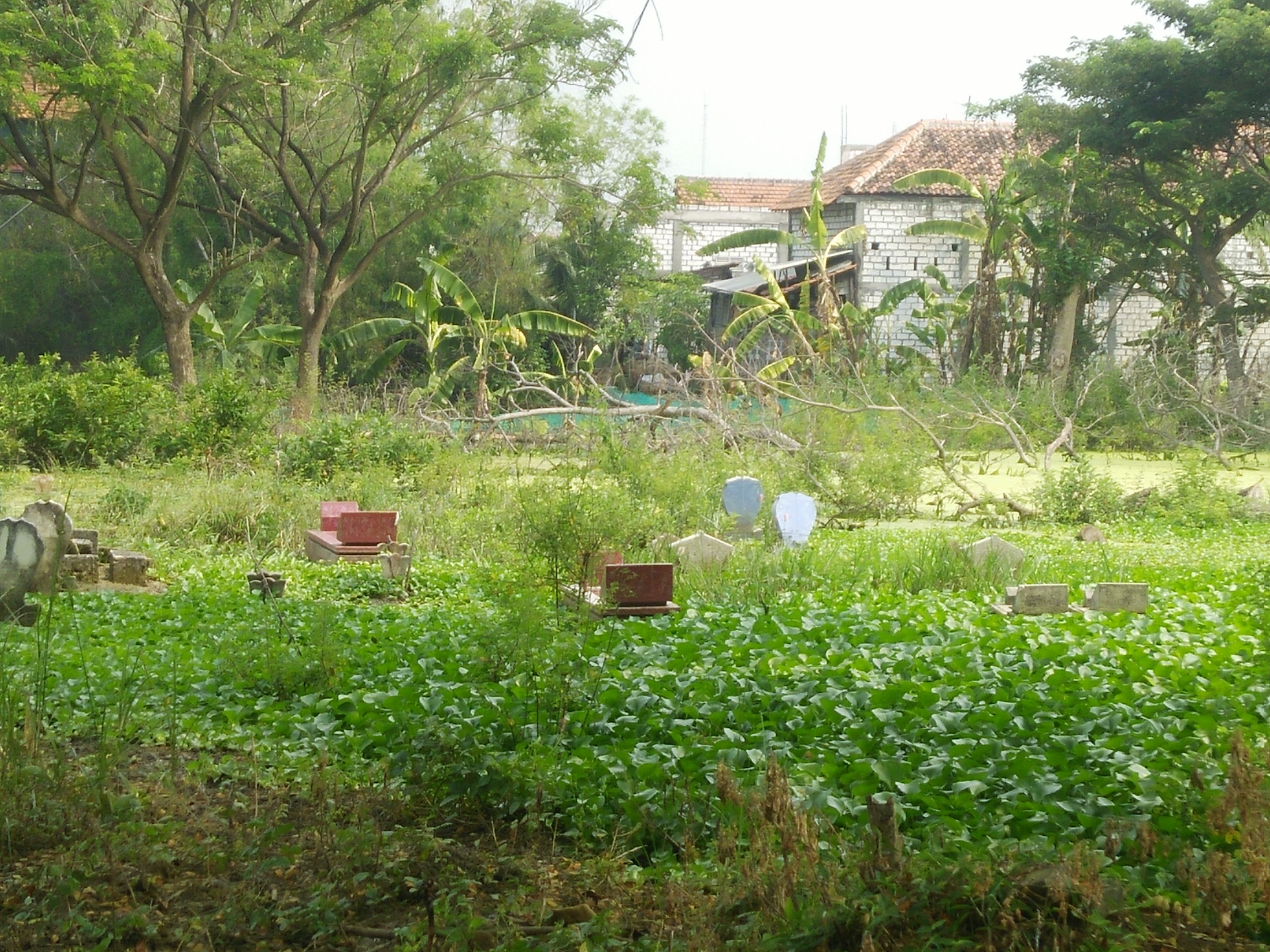 Makan di Desa Kemlagi, Turi, Lamongan sebagian sudah tenggelam. (Foto: kik)