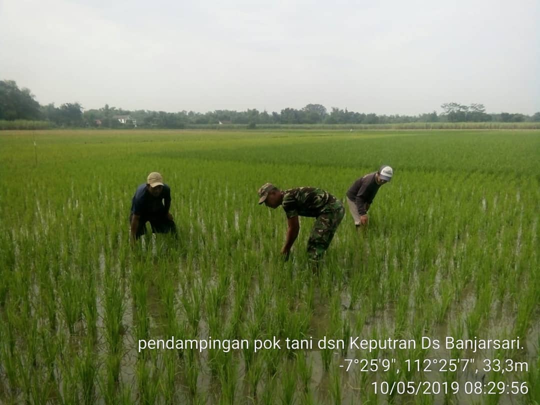 Babinsa Koramil Jetis Dampingi Petani Penyiangan