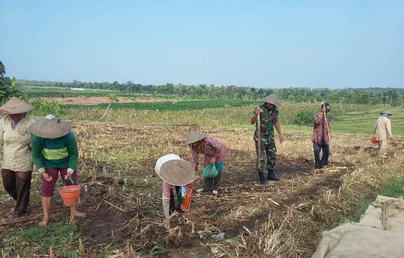 Babinsa Lebak Jabung Serda Wahyudi Saat Tanam Jagung Bersama Petani