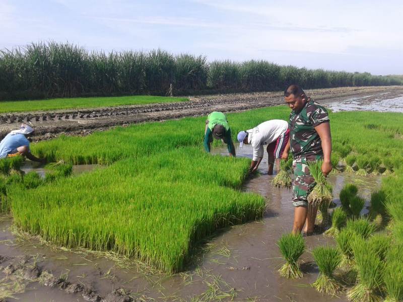 Babinsa Koramil 0815/04 Puri Dampingi Petani Cabut Benih dan Tanam Padi