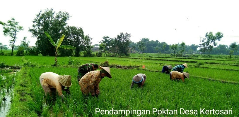 Babinsa Koramil Kutorejo Pendampingan Penyiangan Gulma