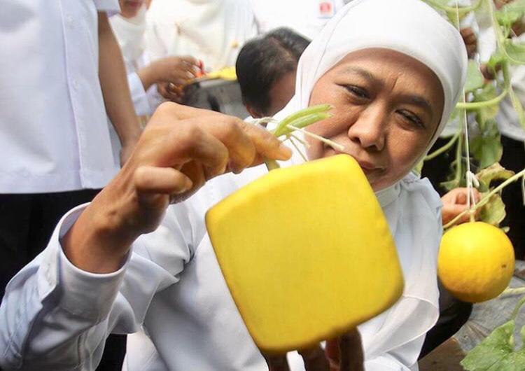 Khofifah saat memanen buah melon berbentuk kotak di Sidoarjo (15/5/2019). (Foto: Humas Pemprov Jatim)