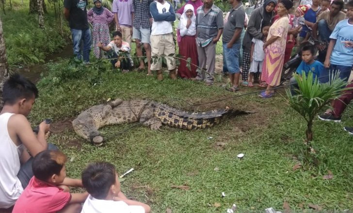 Puluhan warga Sungai Sirah, Durian Kapeh, Nagari Tiku Utara, Kecamatan Tanjungmutiara, Kabupaten Agam, sedang melihat buaya muara yang ditangkap Rabu (15/5) malam. (Foto: Antara/Altas Maulana)