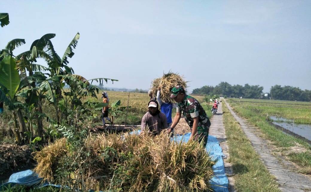 Babinsa Kwatu Pos Ramil Mojoanyar Serda Sumiran Saat Dampingi Petani Panen Padi