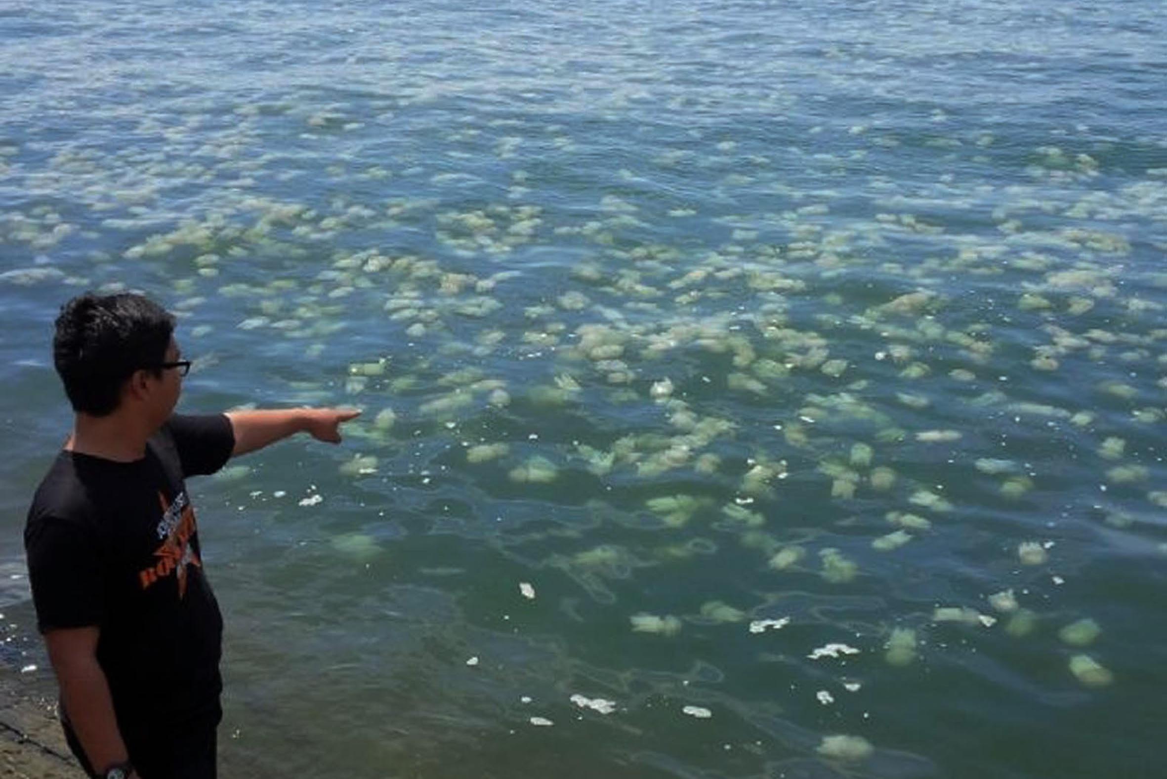 SEORANG bocah sedang menyaksikan ubur-ubur di dermaga Pelabuhan Tanjung Tembaga, Kota Probolinggo. (Foto: Ikhsan/ngopibareng.id)