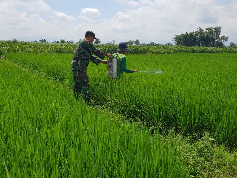 Babinsa Koramil 0815/04 Puri Serka AS Akbar Bantu Petani Semprot Tanaman Padi