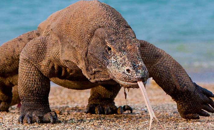 Komodo  (Varanus komodoensis), yang makin terancam akibat kepentingan manusia di Flores, NTT. (Foto:Ranger Rick)