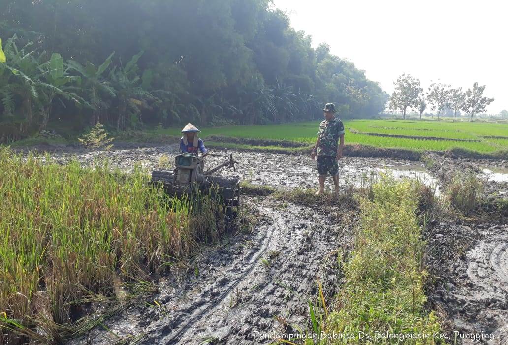 Serda Mahrawi Saat Dampingi Petani Bajak Sawah Di Desa Balongmasin, Pungging 