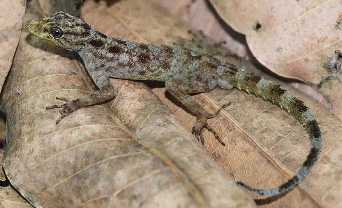 Cecak batu dari genus Cnemaspis ditemukan di Gunung Muria, Jateng, tahun lalu. (Foto:LIPI)