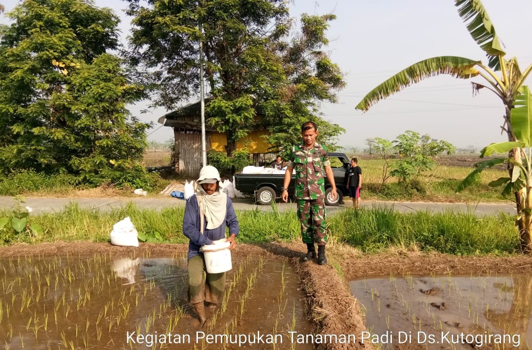 Babinsa Koramil 0815/12 Ngoro Saat Mendampingi Petanii Pemupukan Tanaman Padi