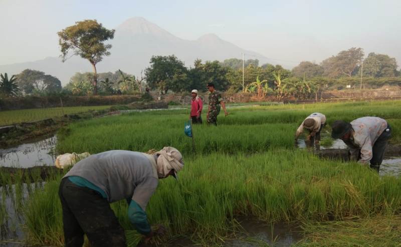 Pendampingan Pencabutan Benih Padi 