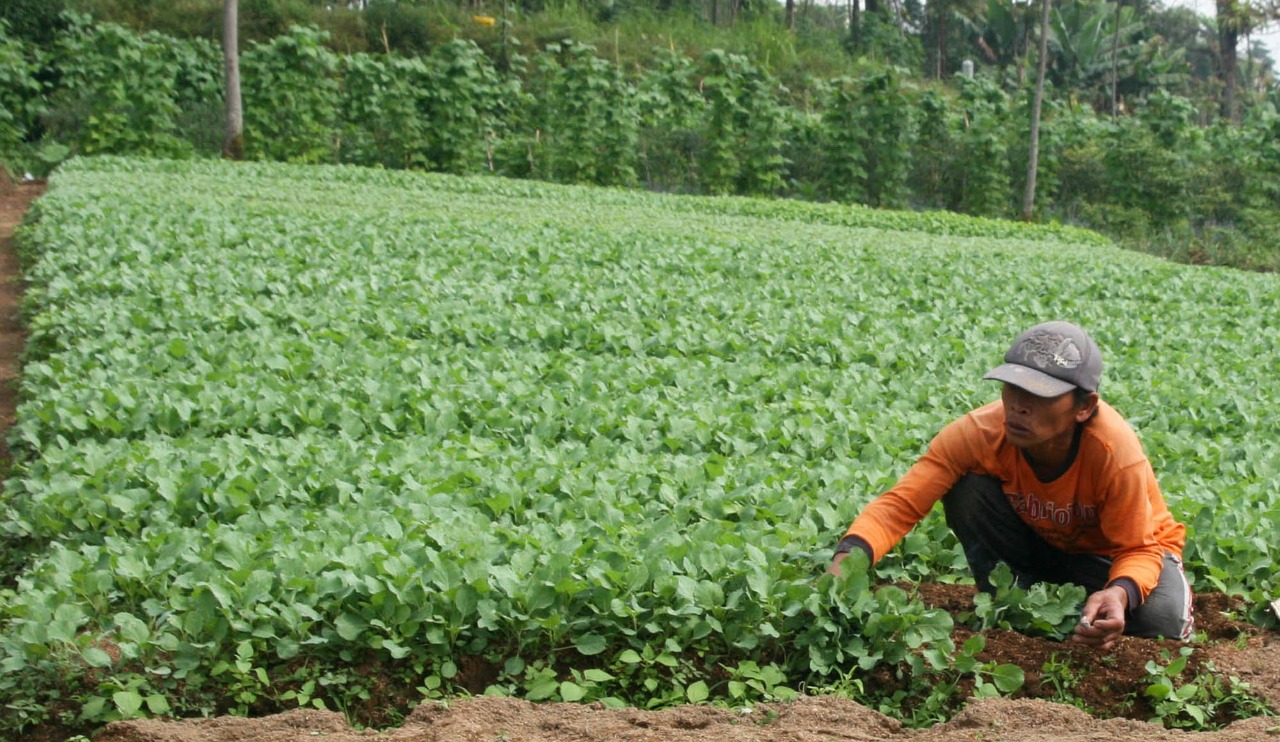 PETANI di Kabupaten Probolinggo sedang memindahkan bibit tembakau dari bedeng untuk ditanam. (foto: Ikhsan/ngopibareng.id)