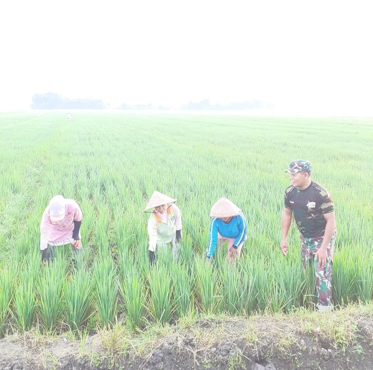 Serka Matrokhimin Mendampingi Petani Bersihkan Gulma