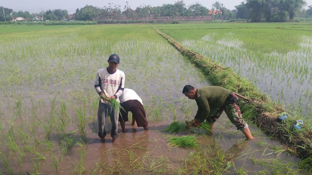 Babinsa Kejagan Serda Amsul Saat Membantu Petani Tanam Padi