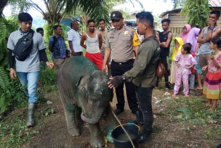  Warga bersama polisi dan petugas konservasi mengamati anak gajah yang ditemukan di kawasan hutan Simpang Jernih, Aceh Timur, Rabu 19 Juni 2019. (Foto: Antara/Dokumentasi Polres Aceh Timur)