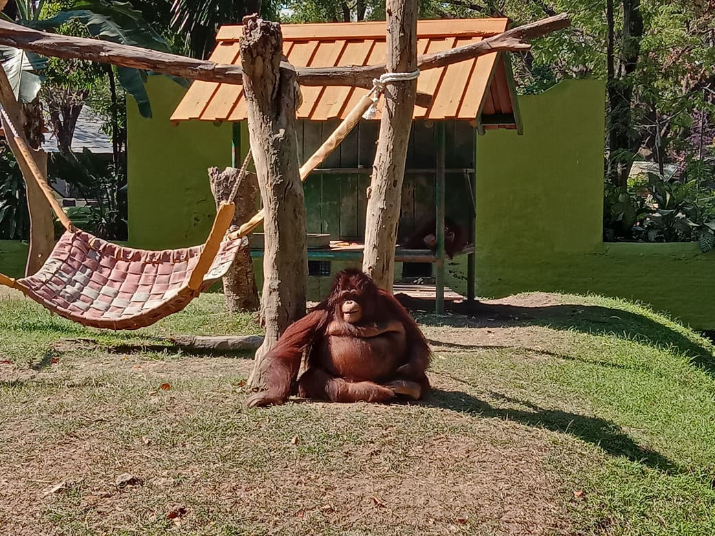 Orang Utan Koleksi Kebun Binatang Surabaya (Foto: Faiq/ngopibareng.id)