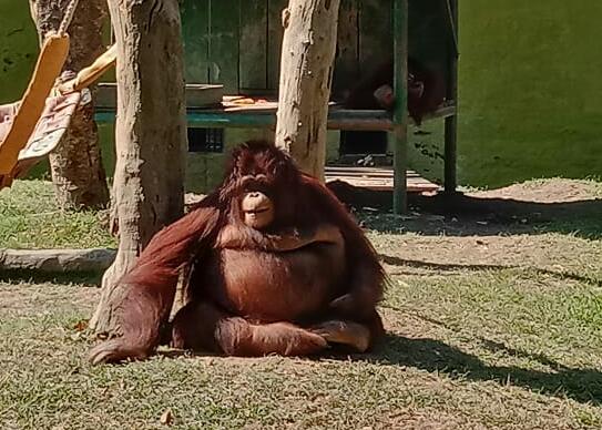 Orang utan koleksi Kebun Binatang Surabaya. (Foto:Faiq/ngopibareng.id)