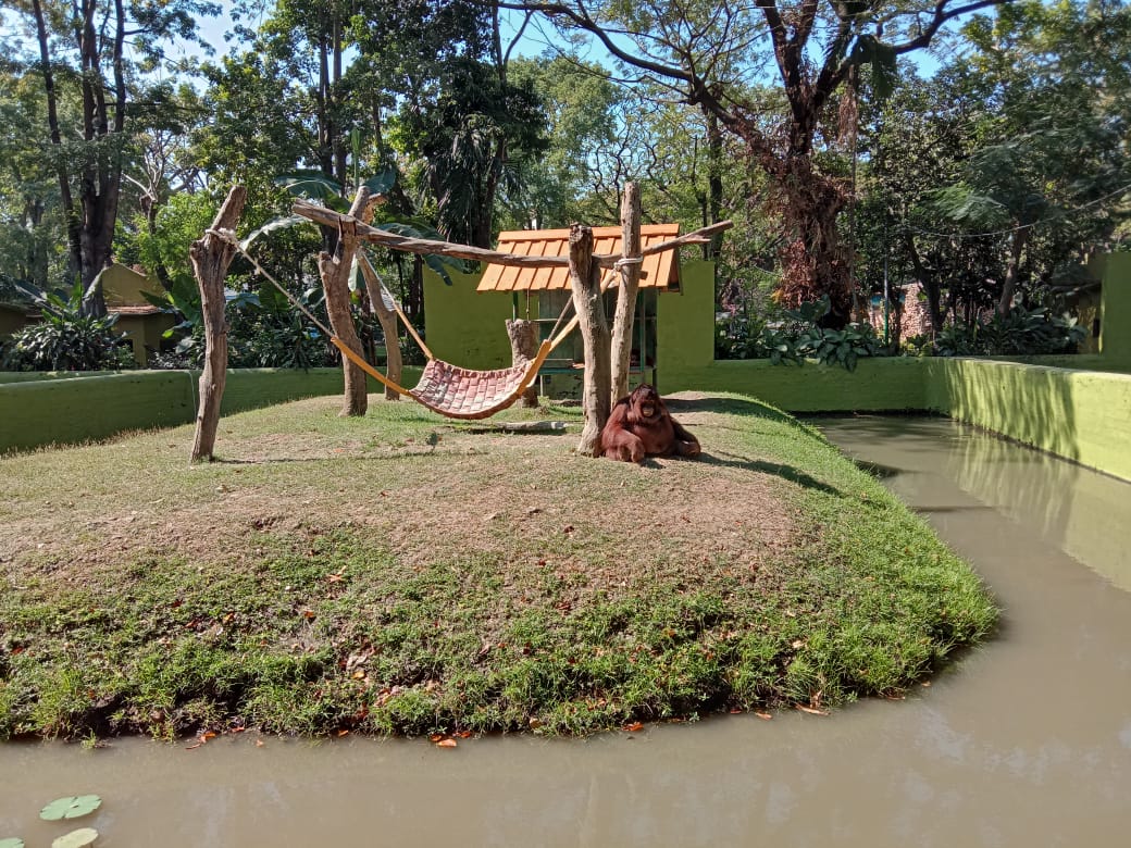 Orang utan satwa koleksi Kebun Binatang Surabaya. (Foto: Faiq/ngopibareng.id)