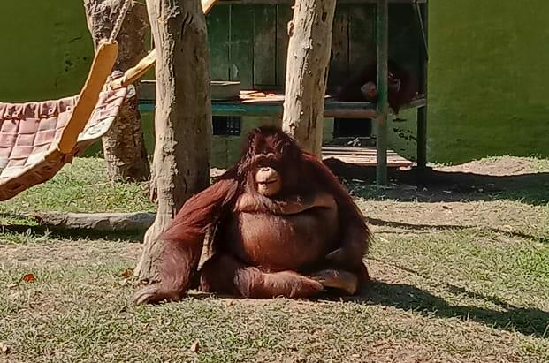 Orang utan koleksi Kebun Binatang Surabaya. (Foto:Faiq/ngopibareng.id)