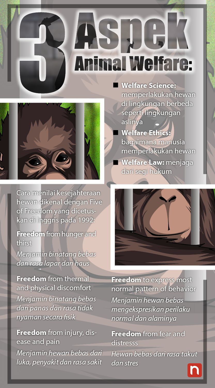 (Infografis: Vidhi/Ngopibareng.id)