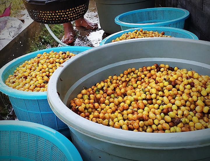 Yellow Cattura, jenis kopi berwarna kuning bila sudah matang. (Foto:Istimewa/PilosCoffee) 