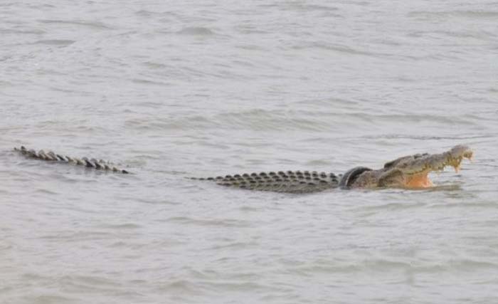 Buaya yang terkam warga di Sungai Sayeng di Sawang Rambut, Desa Gampong Baro, Kecamatan Setia Bakti, Kabupaten Aceh Jaya. (Foto:Antara)