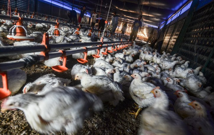 Pekerja memanen ayam broiler dengan sistem kandang tertutup atau close house di Peternakan. (Foto: Antara/Adeng Bustomi)