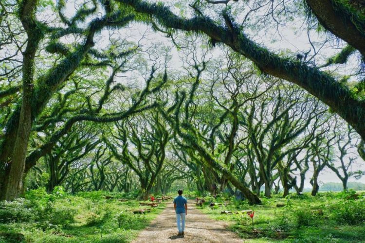 Mirip hutan kuno. Meliuk-liuk seperti dalam peradapan yang hilang. Ini tidak di Hutan Fangorn tetapi hanya di Hutan De Djawatan. (Foto:Istimewa/hipwee)