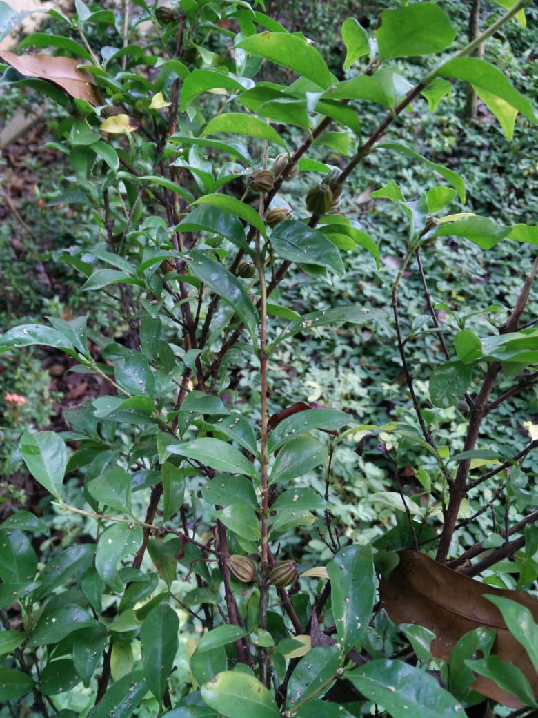 Perwujudan pohon kopi kapakata, terlihat tidak banyak buahnya. (Foto:Istimewa)
