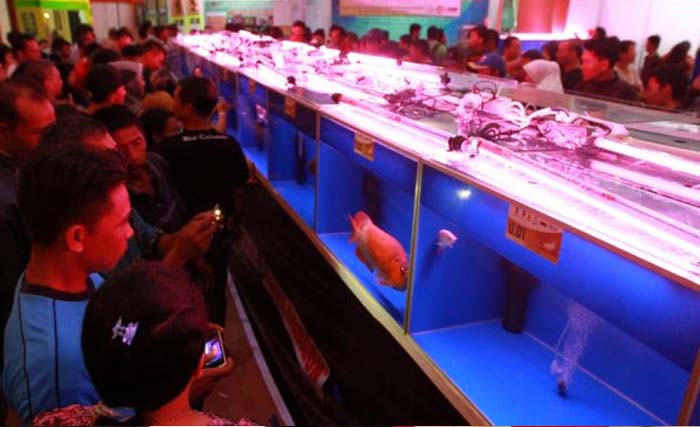 Pengunjung menyaksikan Kontes Ikan arwana super red dari Kapuas Hulu, Kalimantan Barat. (Foto:Antara)
