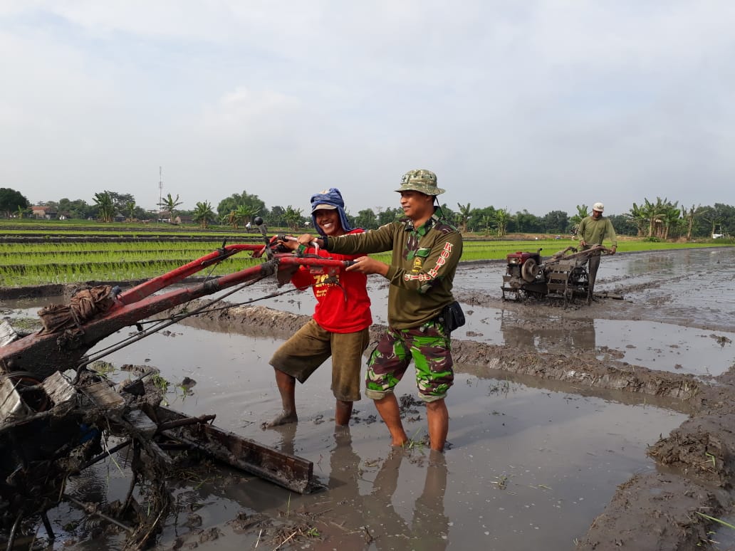 Babinsa Koramil Bangsal Saat Mendampingi Petani Bajak Sawah