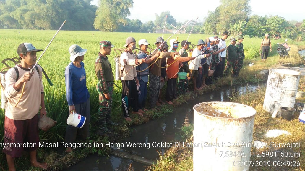 Suasana Penyemprotan massal dalam rangka pengendalian hama WBC