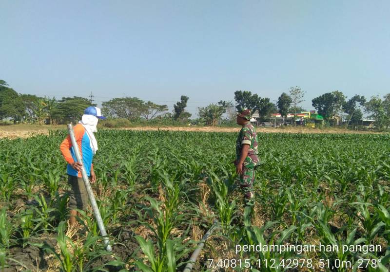 Babinsa Koramil 0815/07 Jetis Bersama Petani lakukan pemasangan pipa air di lahan tanaman jagung