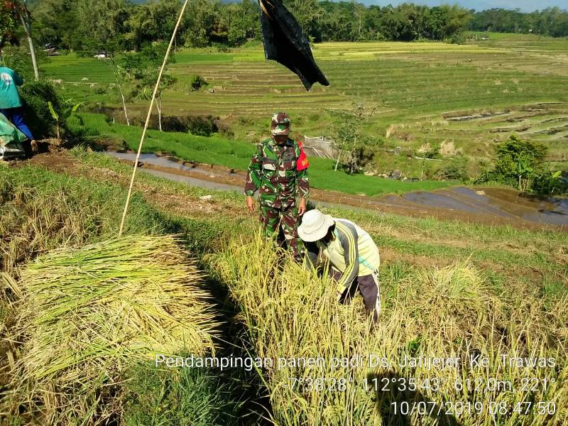 Babinsa Koramil Trawas Dampingi Petani Panen Padi 