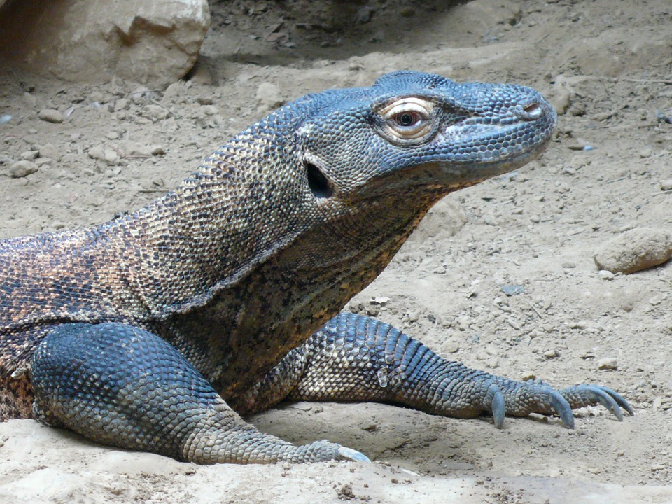 Presiden Joko Widodo, pagi ini akan melihat habitat Komodo. (Foto:Ist/dok pixa.com)