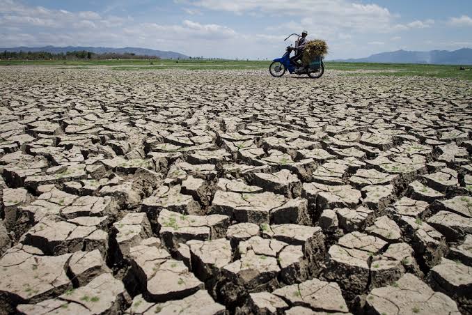 Petani melintas di persawahan yang mengering. (Foto: dok/antara)