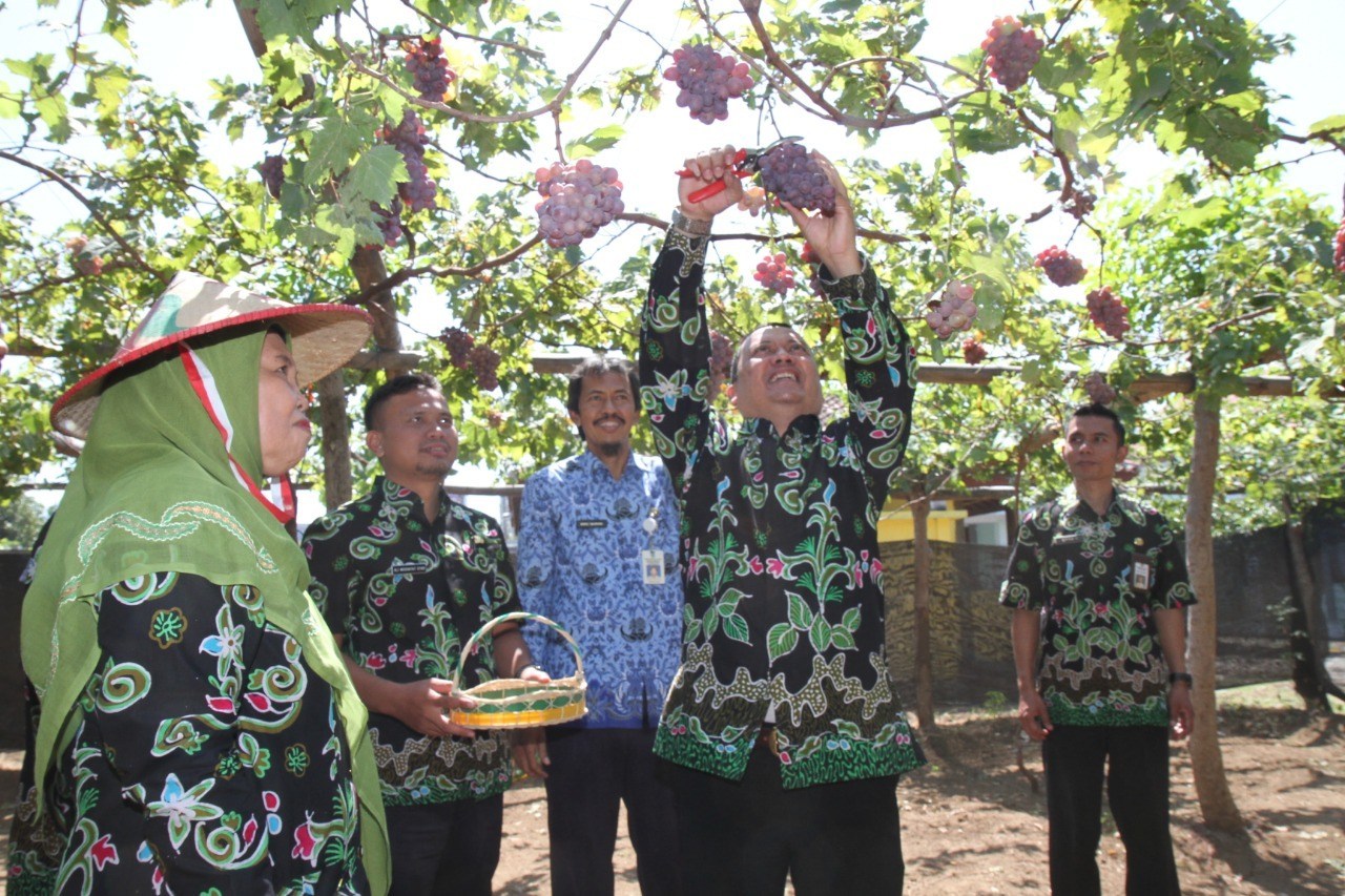 WAWALI KOTA Mochammad Soufis Subri memanen anggur Prabu Bestari, varietas unggulan Kota Probolinggo. (Foto: Humas Pemkot/ngoopibareng.id)