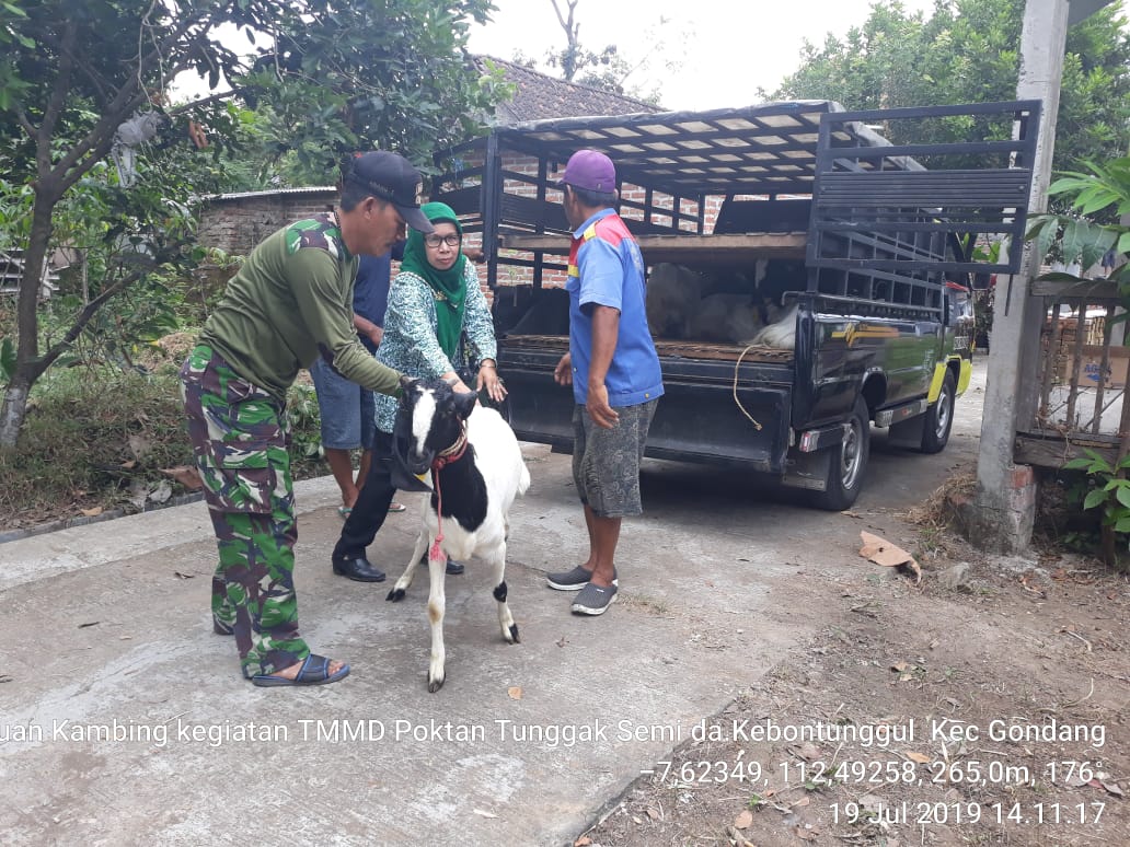 Disteibusi Bantuan Hewan Ternak dari Distan ke Poktan Tunggak Semi