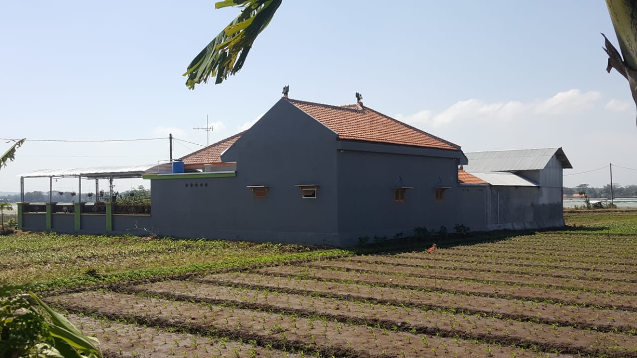 RUMAH Saleh Satimun yang dikelingi persawahan di Tegalsiwalan, Kabupaten Probolinggo. (Foto: Istimewa/ngopibareng.id)