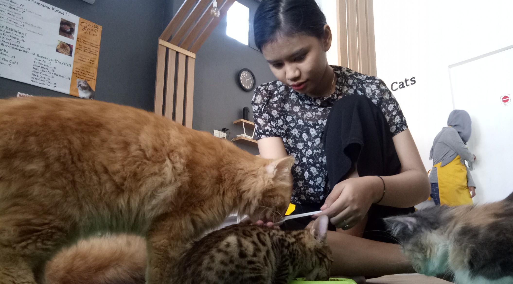 Salah satu pengunjung cafe kucing sedang memberi makan para kucing. (Foto: Pita/ngopibareng.id)