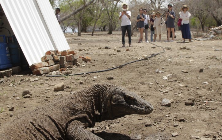 Ilustrasi: Wisatawan mengabadikan seekor Komodo yang ada di Pulau Komodo. (Foto: Antara/Kornelis Kaha)