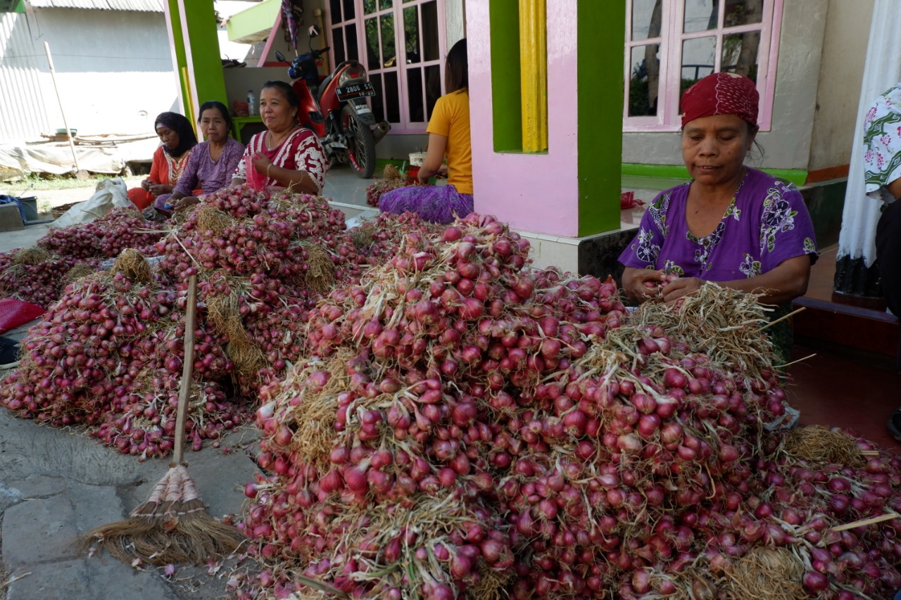 PETANI di Probolinggo sedang membersihkan bawang merah yang baru dipanen. (Foto: Ikhsan/ngopibareng.id)