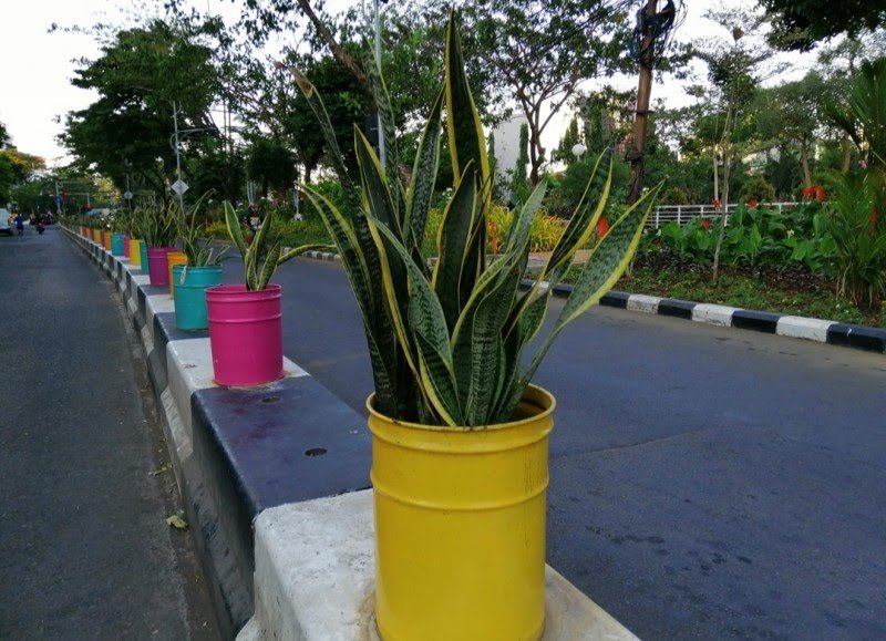 Tanaman lidah mertua yang ditanam Pemkot Surabaya. (Foto: Farid/ngopibareng.id) 